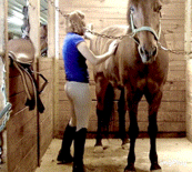 Step-daughter grooming her horse
